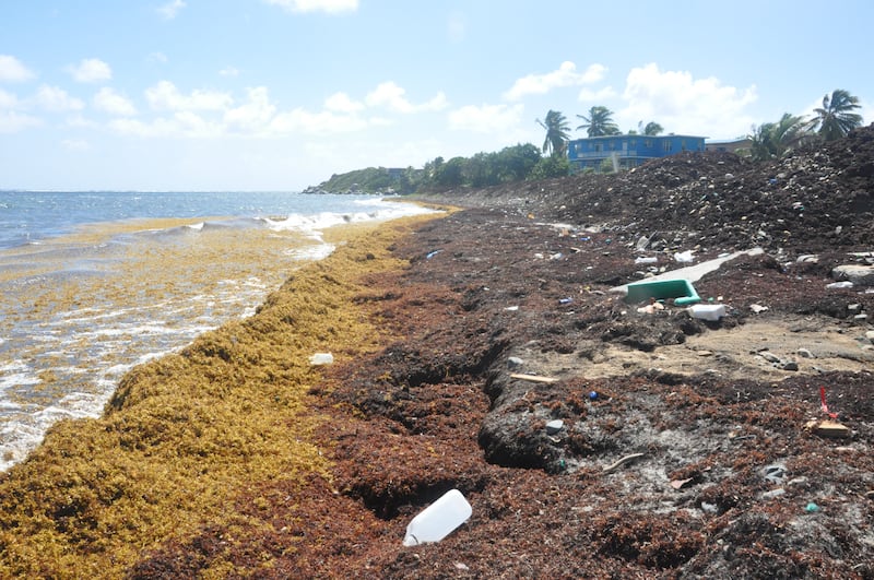 La tubería de entrada de la principal planta desalinizadora de la isla absorbió el sargazo que saturó a Handsome Bay, Virgen Gorda (que se muestra arriba el 1 de septiembre de 2023) y sufrió daños que provocaron escasez y cortes de agua.
Foto por Anika Christopher | The BVI Beacon