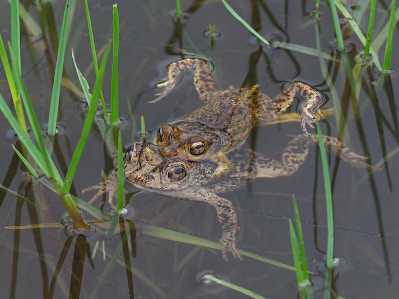 Pareja de sapo concho. La especie necesita fuertes lluvias para que su proceso de reproducción sea exitoso (Imagen cortesía de Jan P. Zegarra)