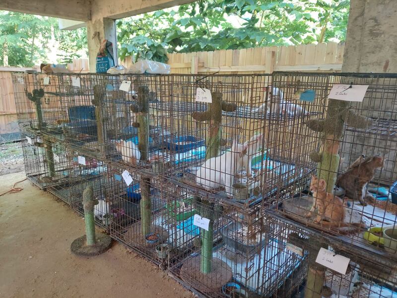 Rescatan unos 100 gatos en malas condiciones de residencia en Añasco.