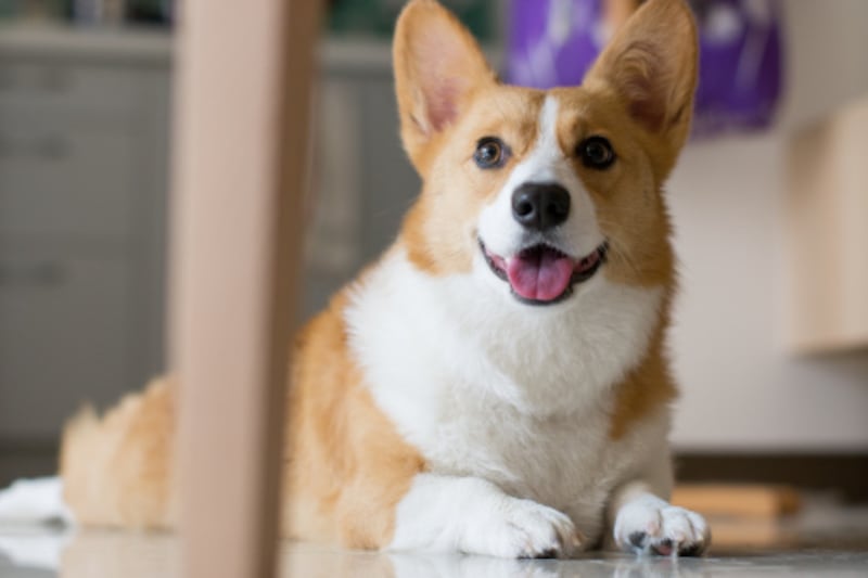 Perro corgi